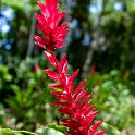 MEX CHP Palenque 2019APR06 ZonaArqueologica 101 : - DATE, - PLACES, - TRIPS, 10's, 2019, 2019 - Taco's & Toucan's, Americas, April, Chiapas, Day, Mexico, Month, North America, Palenque, Saturday, South Pacific Coast, Year, Zona Arqueológica Palenque