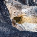 MEX OAX SanLorenzoAlbarradas 2019APR04 HierveElAgua 046 : - DATE, - PLACES, - TRIPS, 10's, 2019, 2019 - Taco's & Toucan's, Americas, April, Day, Hierve el Agua, Mexico, Month, North America, Oaxaca, San Lorenzo Albarradas, South Pacific Coast, Thursday, Year