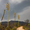 MEX OAX SanLorenzoAlbarradas 2019APR04 HierveElAgua 051 : - DATE, - PLACES, - TRIPS, 10's, 2019, 2019 - Taco's & Toucan's, Americas, April, Day, Hierve el Agua, Mexico, Month, North America, Oaxaca, San Lorenzo Albarradas, South Pacific Coast, Thursday, Year
