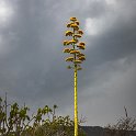 MEX OAX SanLorenzoAlbarradas 2019APR04 HierveElAgua 052 : - DATE, - PLACES, - TRIPS, 10's, 2019, 2019 - Taco's & Toucan's, Americas, April, Day, Hierve el Agua, Mexico, Month, North America, Oaxaca, San Lorenzo Albarradas, South Pacific Coast, Thursday, Year