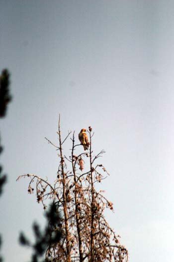 2005SEPT04 USA ID Stanley 001