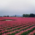 1998APR11 - Tulip Festival